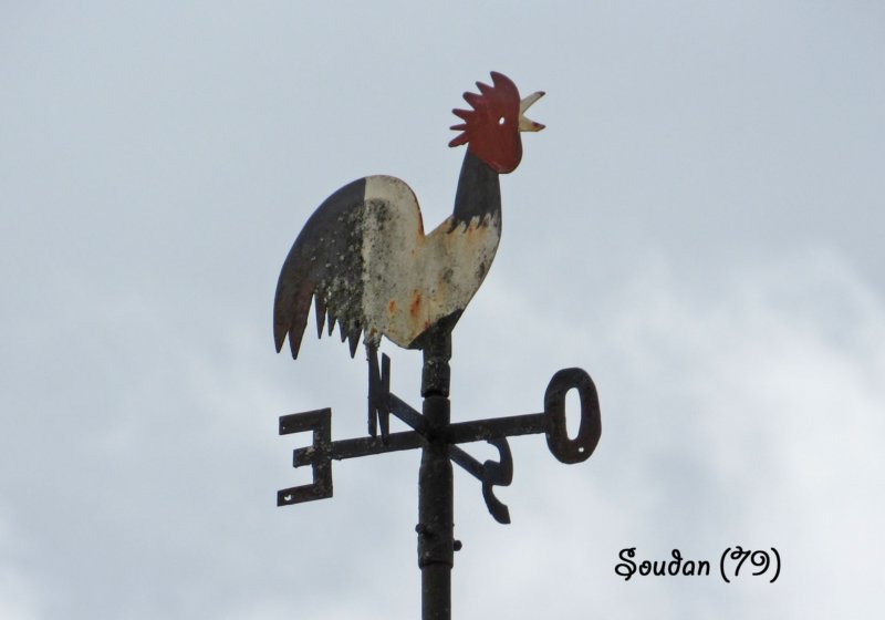 soudancoq1.jpg