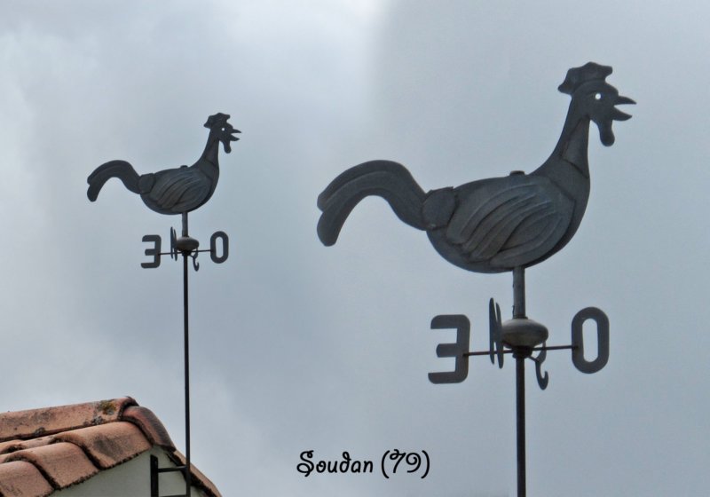 soudancoq2.jpg