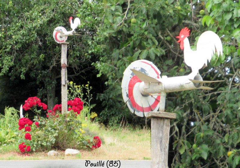 pouillcoqrougeblancrn.jpg