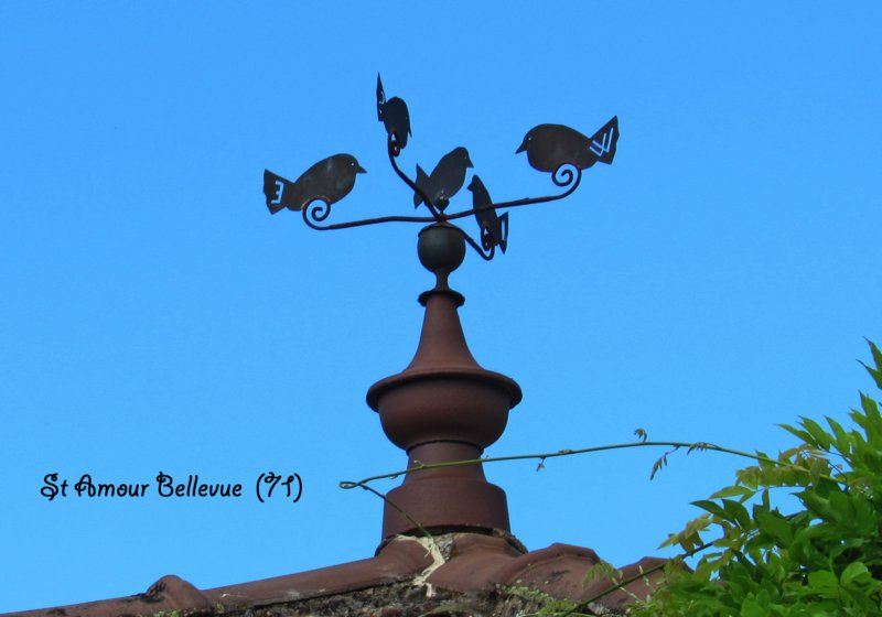stamourbellevue71.jpg