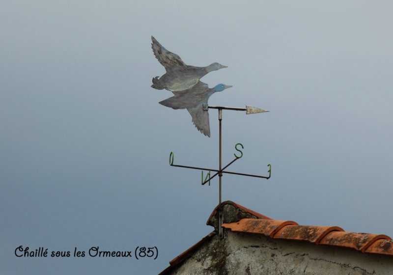 chaillsouslesormeaux852.jpg